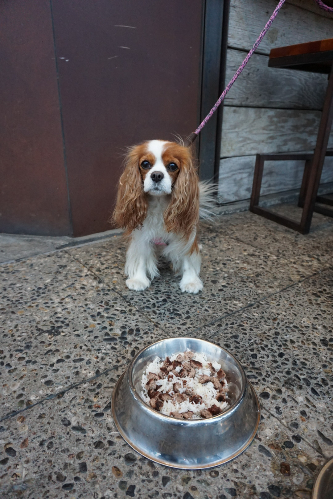 Working Class Pupp Patty dog eats dog patio dining