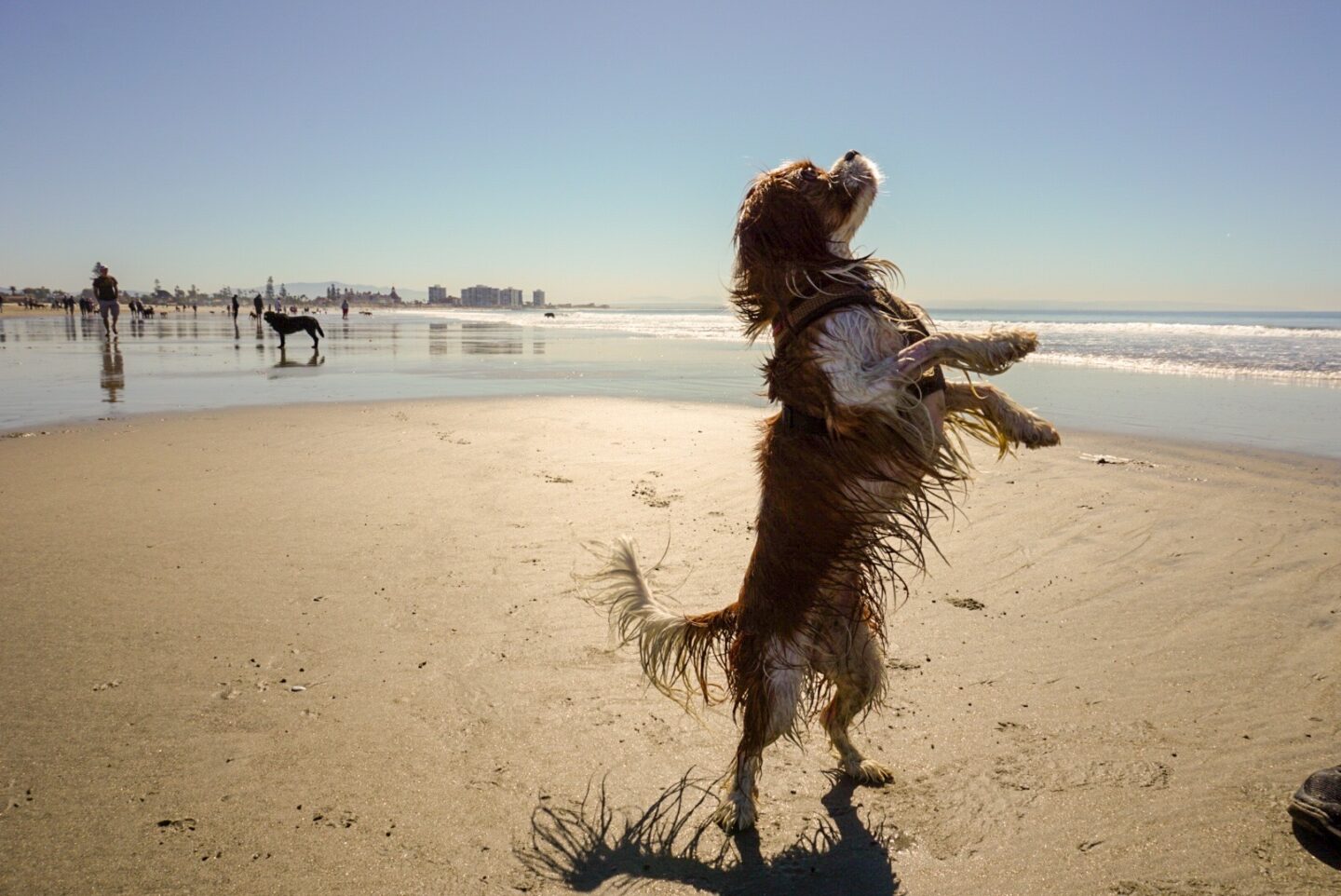 Coronado Dog Beach