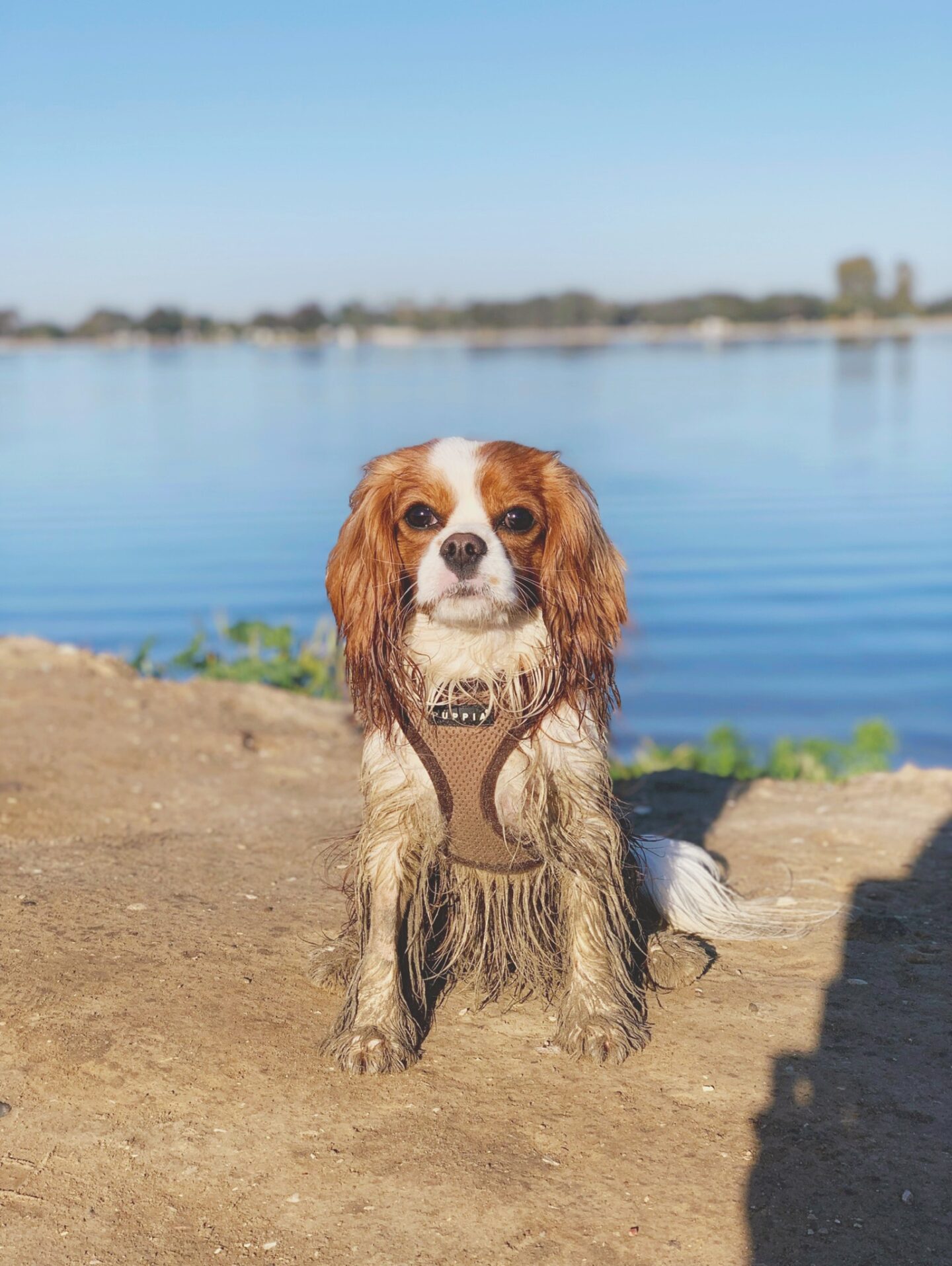 Fiesta Island Dog Park