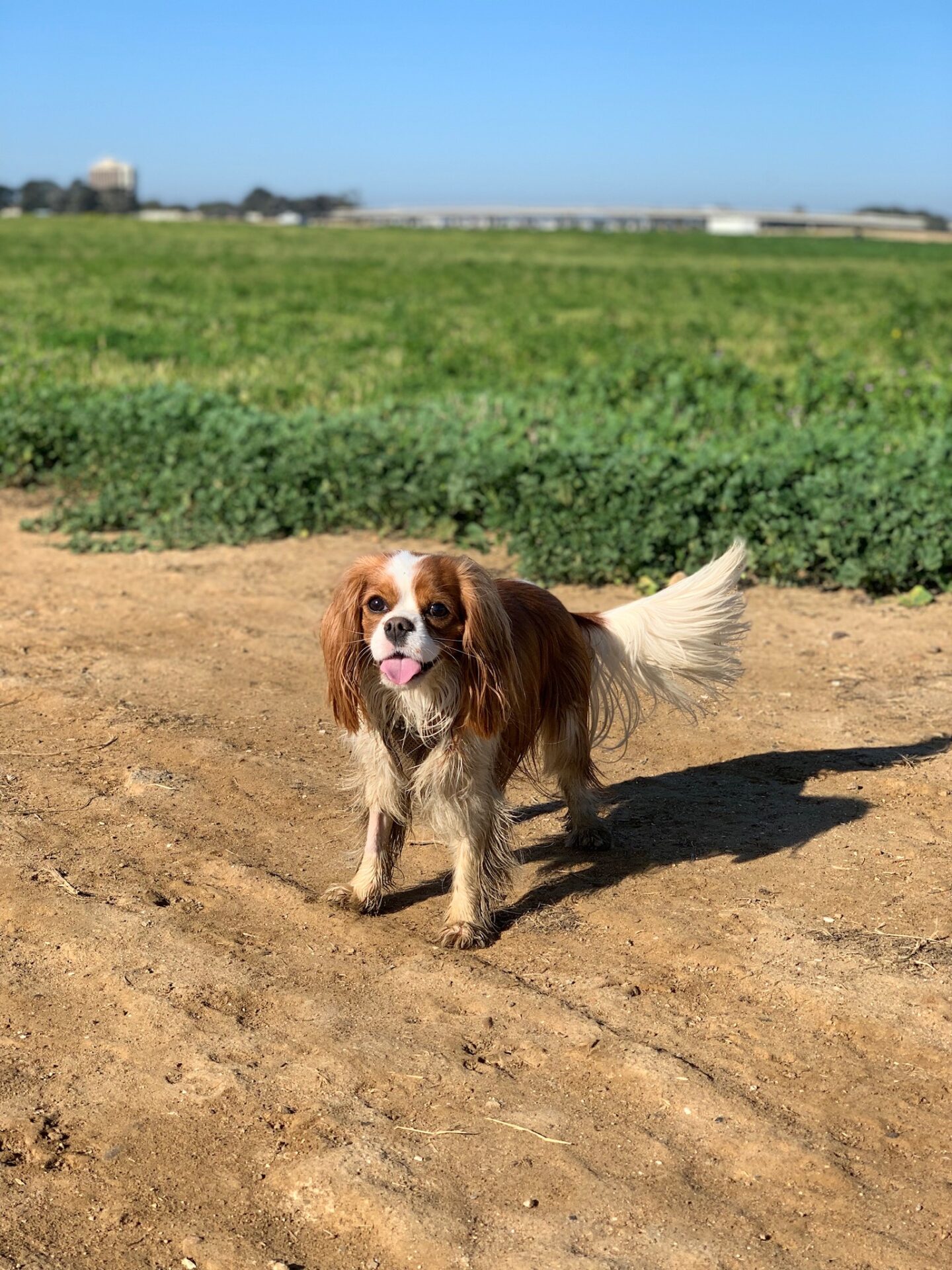 Fiesta Island Dog Park