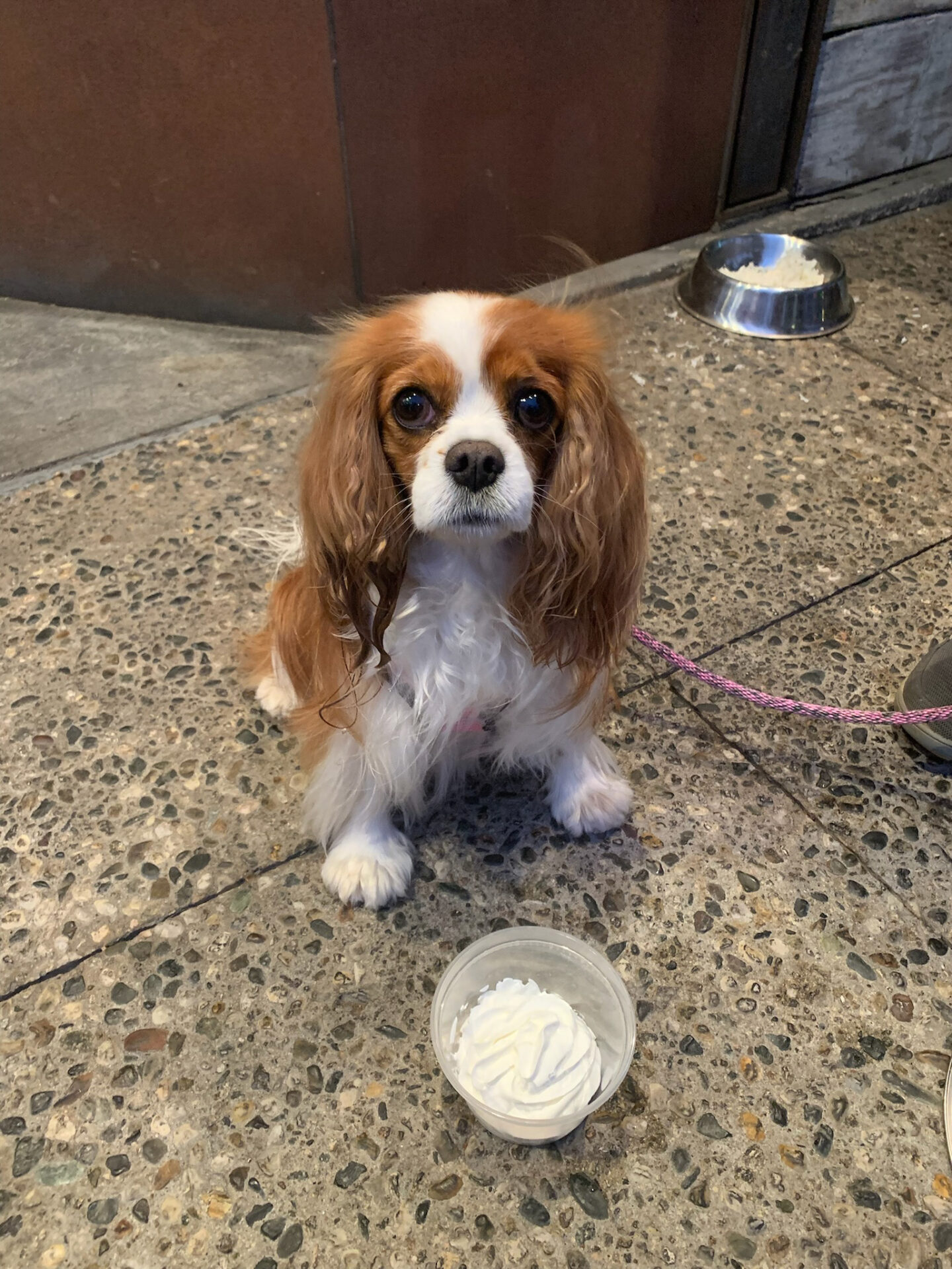 Encontro puppuccino whipped cream dog dessert menu dog eats dog patio dining