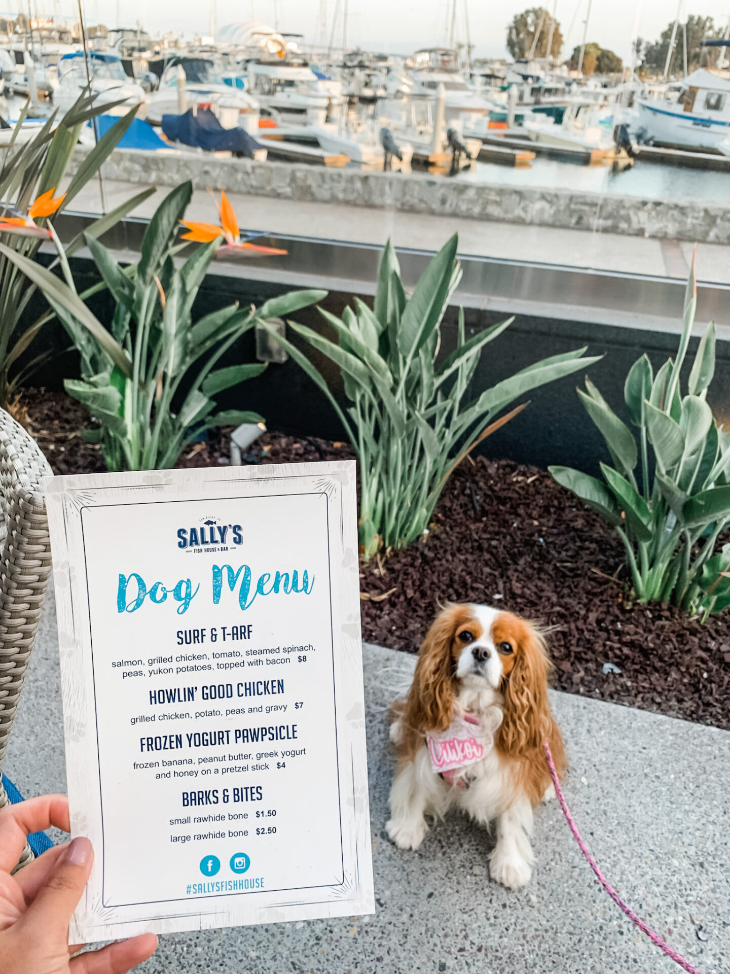 Sally's Fish House & Bar Dog Menu dog eats dog patio dining