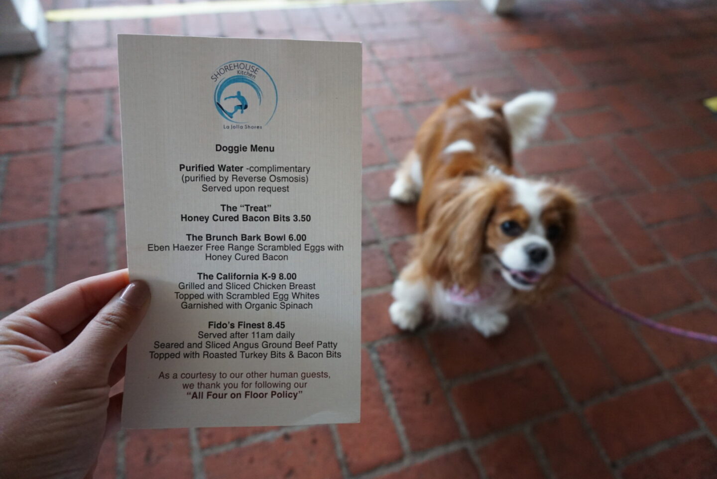 shorehouse dog menu dog friendly dog eats dog patio dining