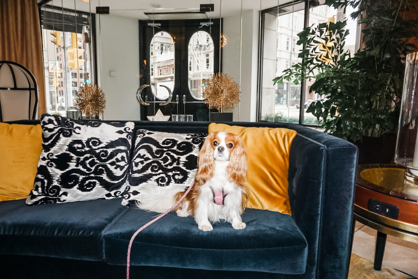 Hotel Metro dog-friendly hotel