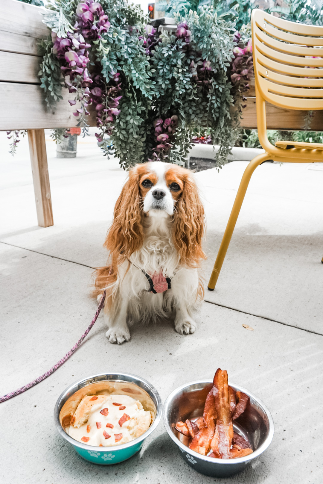 Milwaukee Eats Tupelo Honey Kitchen & Bar dog-friendly places to eat with outdoor patio